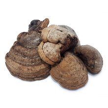 말굽버섯 30kg 말발굽버섯